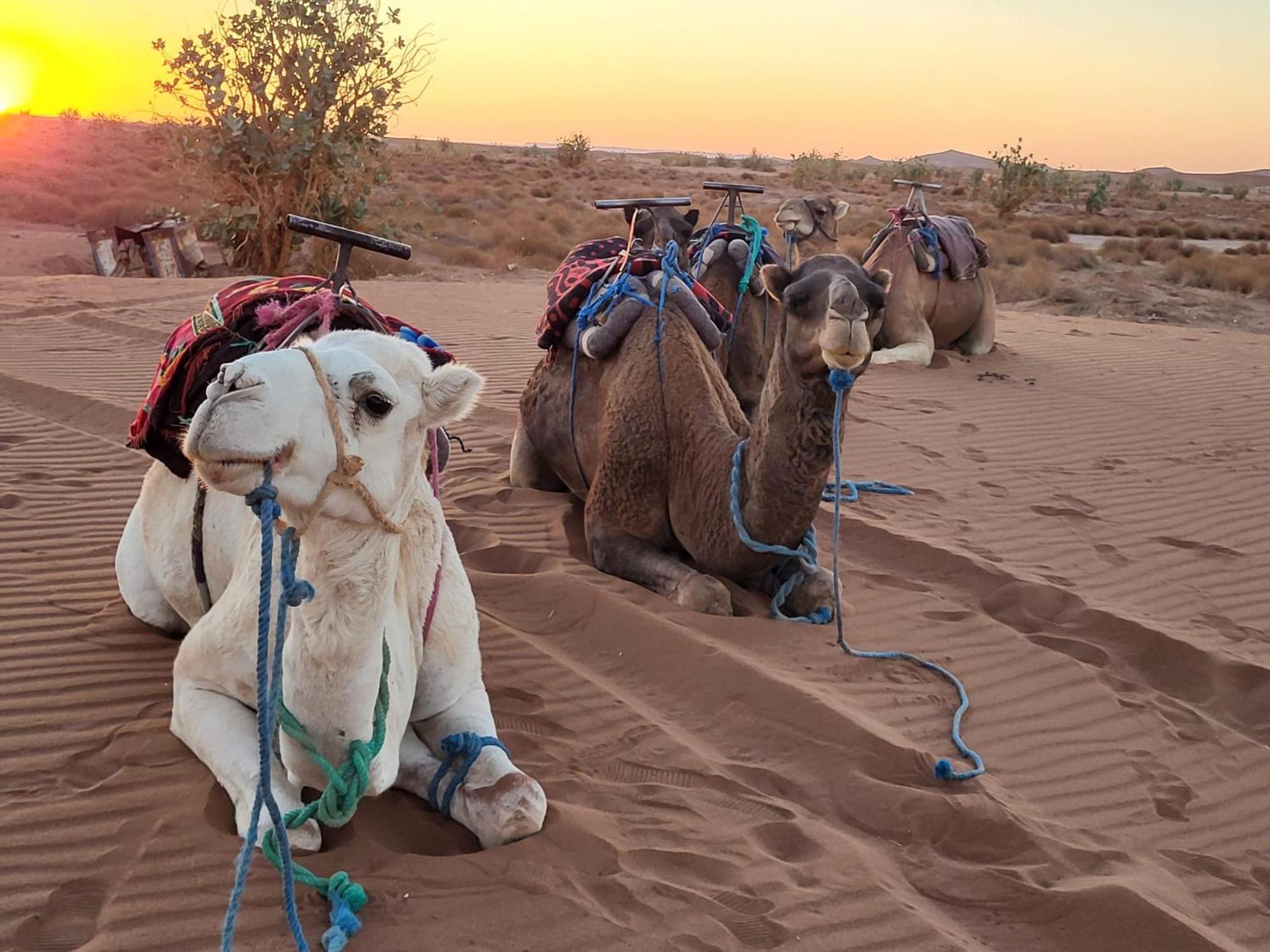 Desert Chegaga Luxury Camp El Gouera 外观 照片