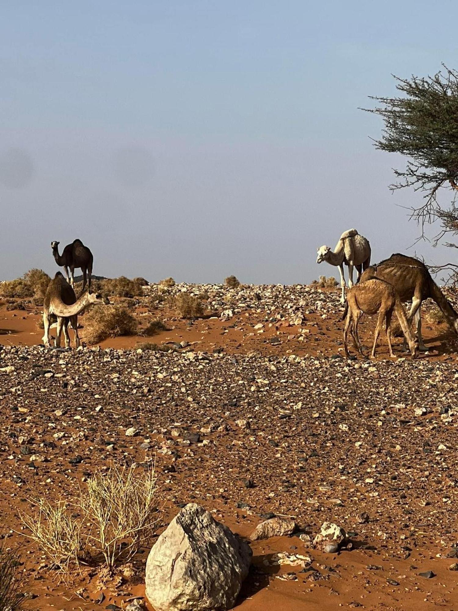 Desert Chegaga Luxury Camp El Gouera 外观 照片